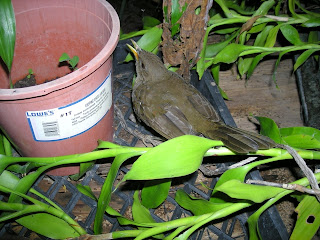 Turdus grayi, La Ceiba, Honduras
