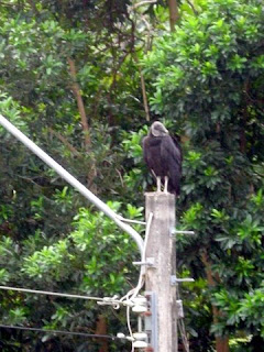 Black vulture, Honduras