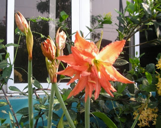 Lily