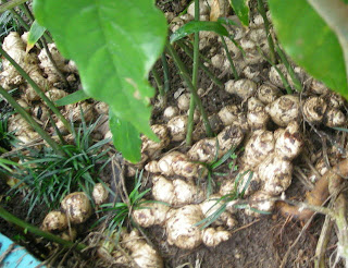 ginger, Zingiber officinale