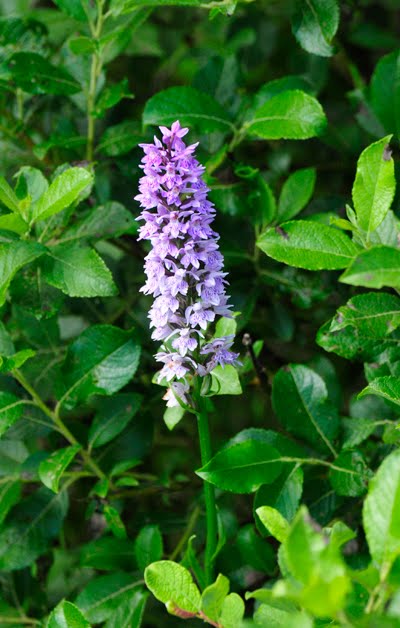 COMMON SPOTTED ORCHID