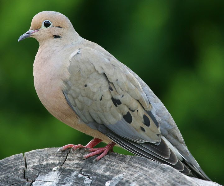 rob and the animals the national bird of canada would be rob and the animals the national bird of canada would be