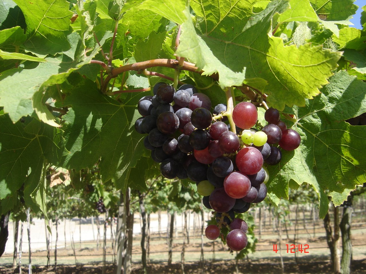 [DSC03745.JPG]