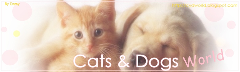 Dogs & Cats World