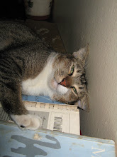 Particularly my cat :
