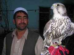 Falcon was trapped in north Afg