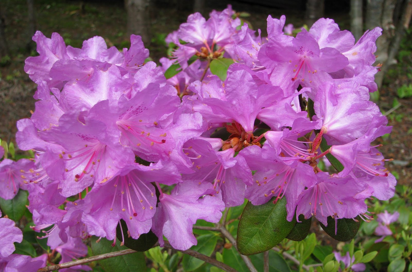 MUN Botanical Garden Early Season Rhododendrons