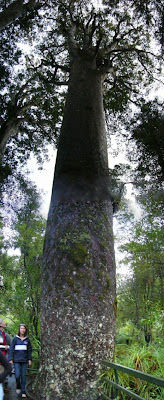 My New Zealand Vacation, Kauri Tree, Pano34