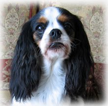 My Rainbow Bridge Angels