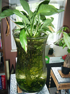 Bienvenue Chez Princess Peace Lily Growing In Water