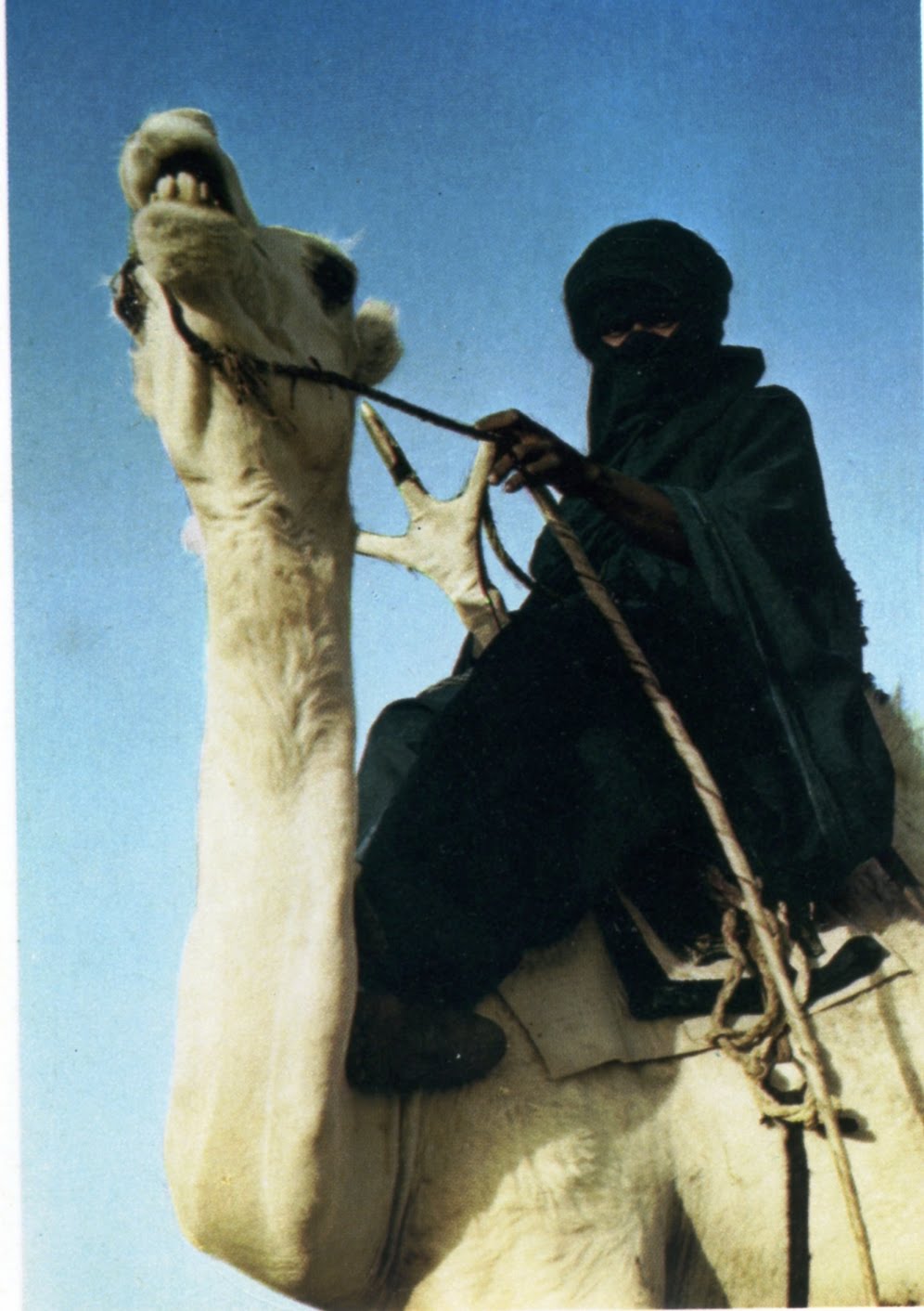 tuareg+su+cammello.jpg