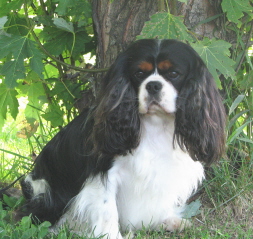 Cavalier King Charles Spaniel Breeder MN Sawyer Small