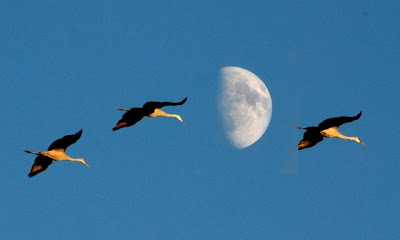Três garças voam tendo a lua como fundo.