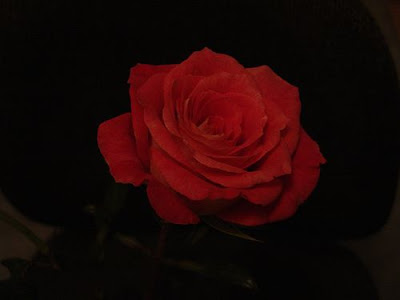 Rosa Vermelha