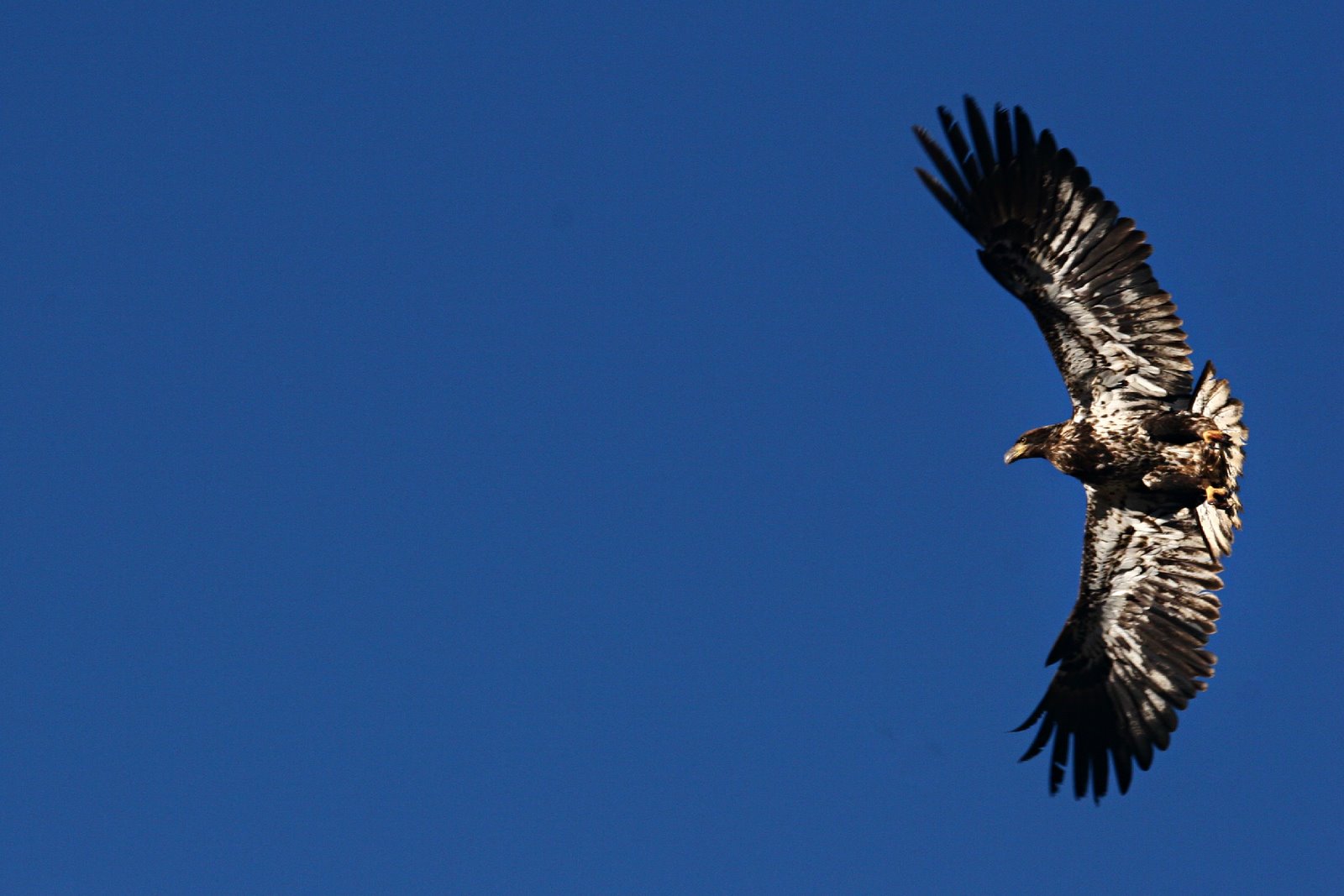 [013110-Eagle-Fly-740140.jpg]