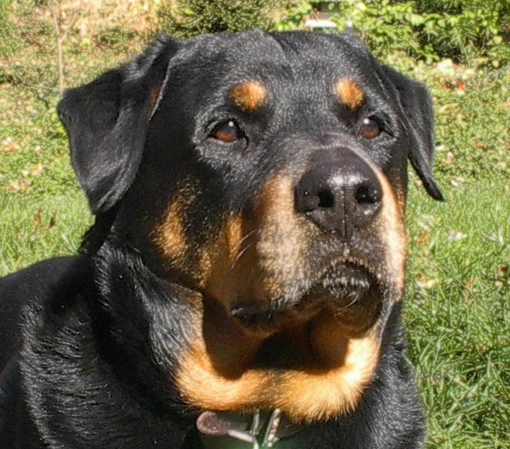 Living with Rottweilers Have you ever been kissed by an affectionate Rottweiler?