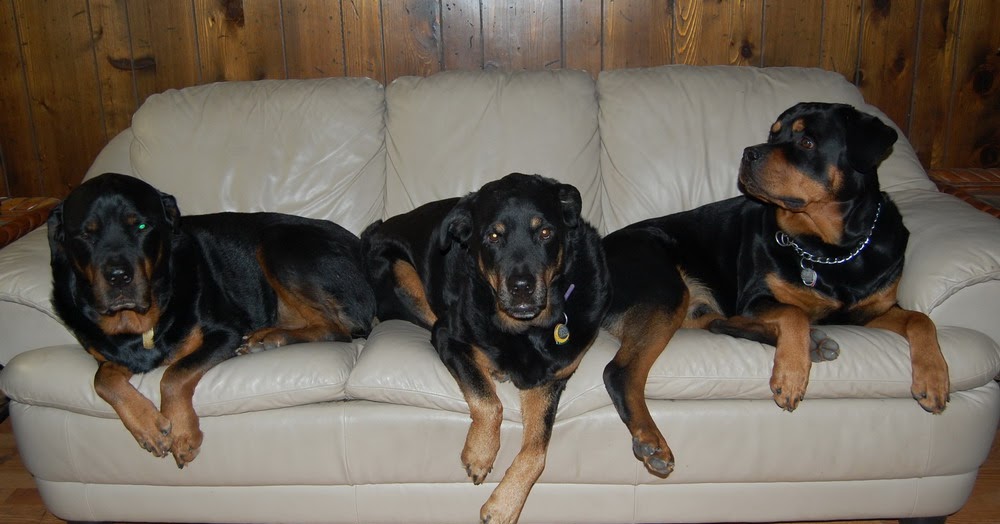 Living with Rottweilers Our first Rottweiler family portrait