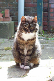 Poes is niet meer! Ze is waarschijnlijk 21 of 22 jaar geworden (woensdagmiddag 25 augustus 2010)