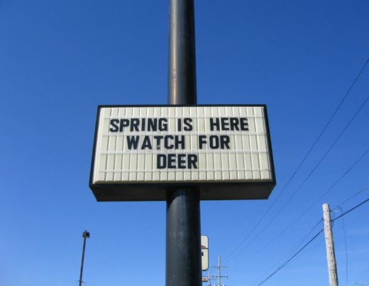 [springishere.jpg]