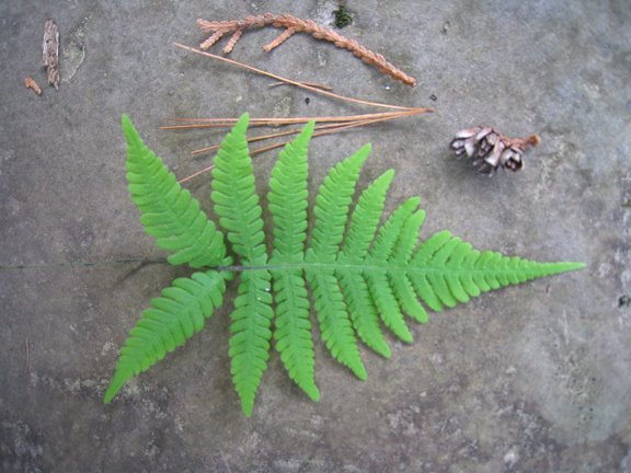 [fern.jpg]