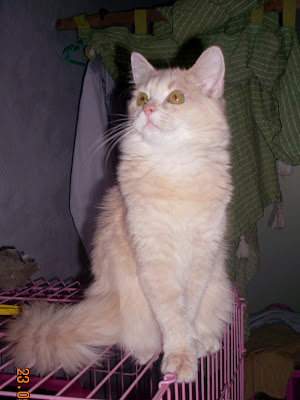 Koleksi gambar kucing persia, anggora, comel, hutan dll