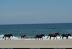 Horses on Corolla Beach