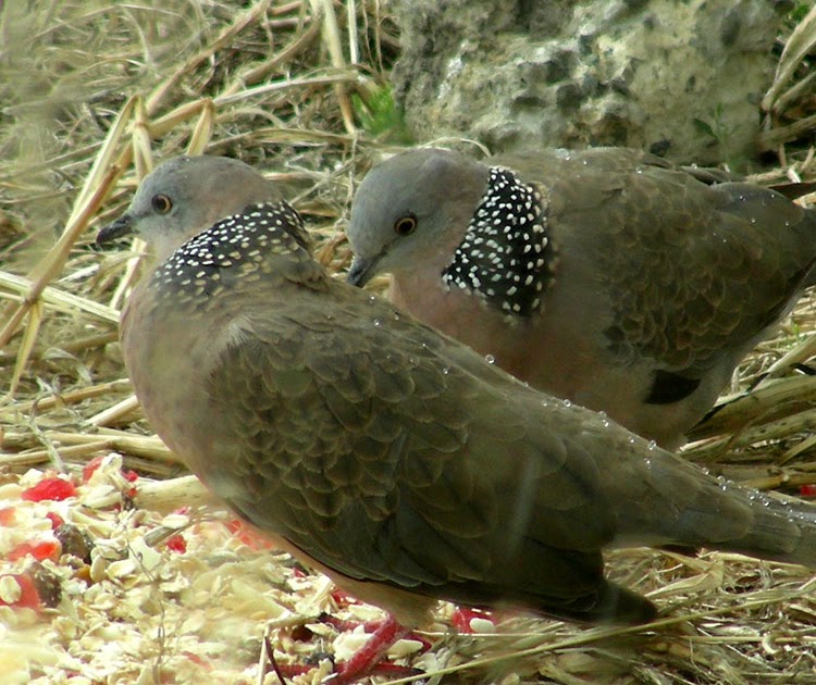 A Snail's Eye View: Two turtle doves
