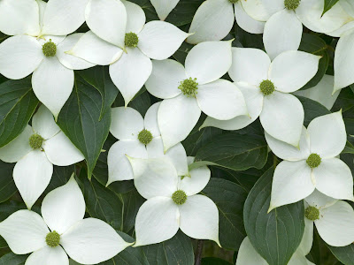 Dogwood+flower+clip+art