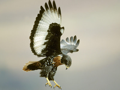 Buzzard in Flight, Kingfisher Cute Birds Eagle,Owl Buzzard in Flight, Kingfisher Cute Birds Eagle,Owl