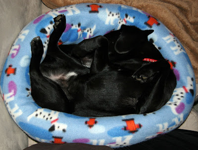 roach bed february