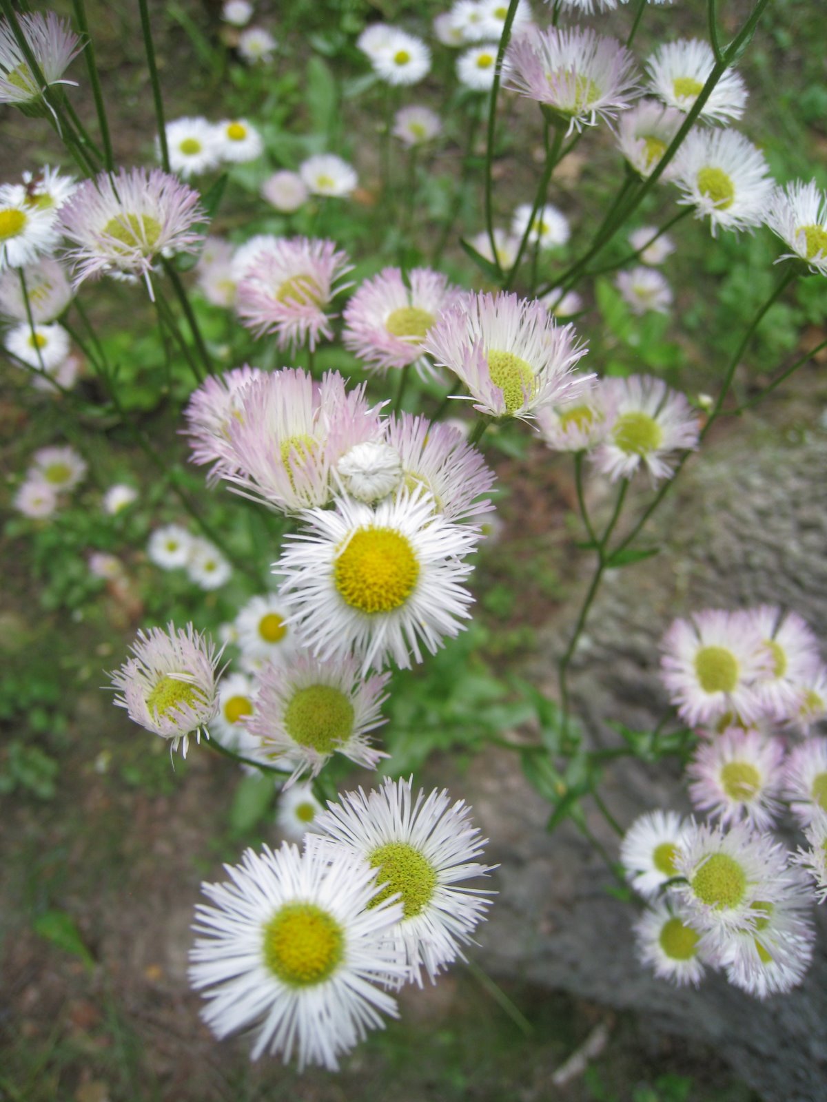 [20081231-Wildflowers.JPG]