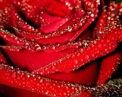 flower images rose red. Red rose in dew