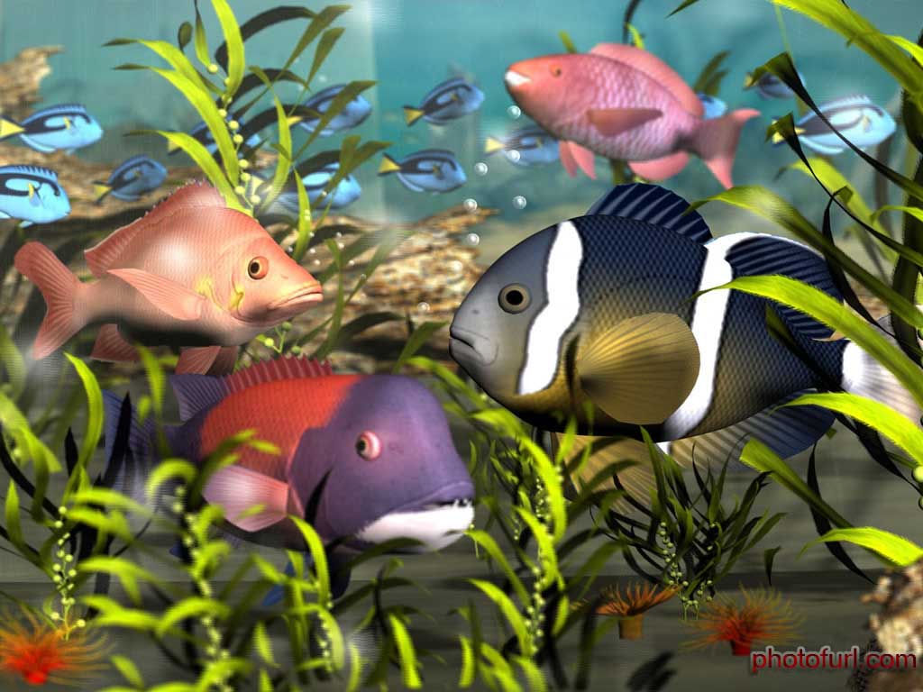 http://4.bp.blogspot.com/_7USjJ9FVDPc/TUBXB07X9WI/AAAAAAAAARk/kjc8hIxXuTg/s1600/beautiful-colourful-fish-desktop-wallpaper.jpg