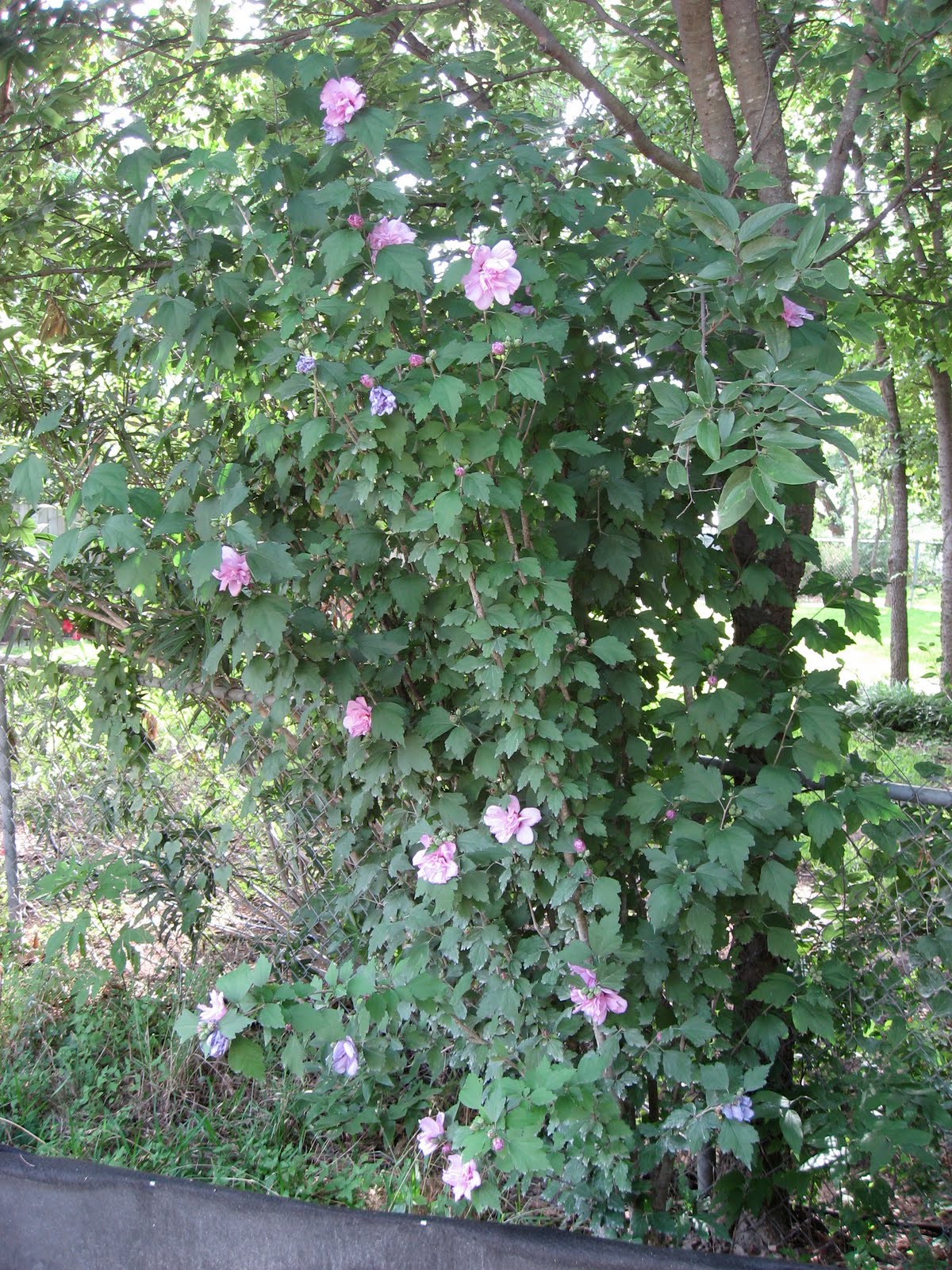 Althea+Tree+Plant ... new althea shrub http www northwestgardenplants com althea shrub html