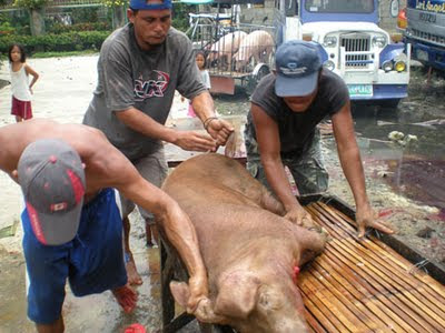 cochons