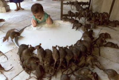 tous frères bébé cerné de rats