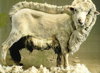 le dévelopepment séparé mouton demi tondu