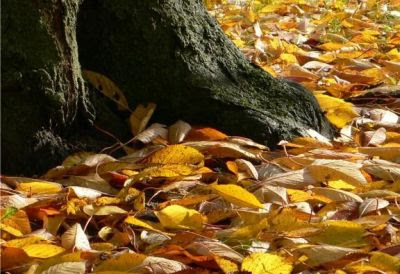 feuilles mortes