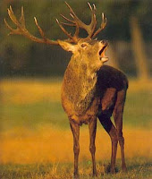 cerf bramant