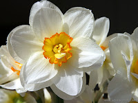 jonquille blanche