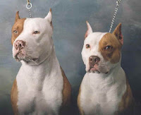 gentils, les toutous ... ! deux pitbulls