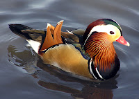 canard de la Cité interdite
