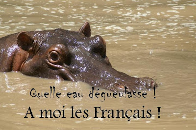 hippopotame