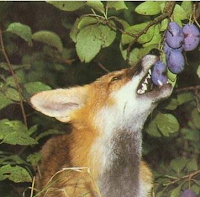 renard et raisins