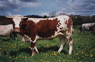ferrandaise vache lait-chocolat