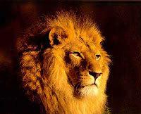 lion
