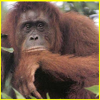 orang outang pensif