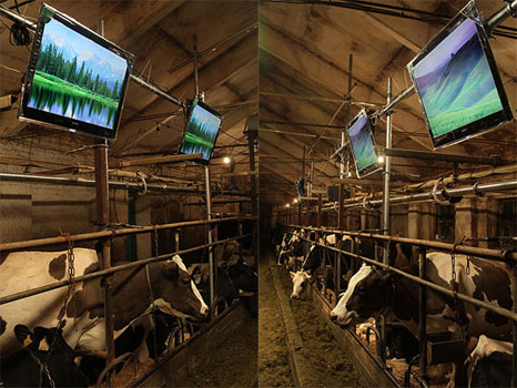 Cows Shed