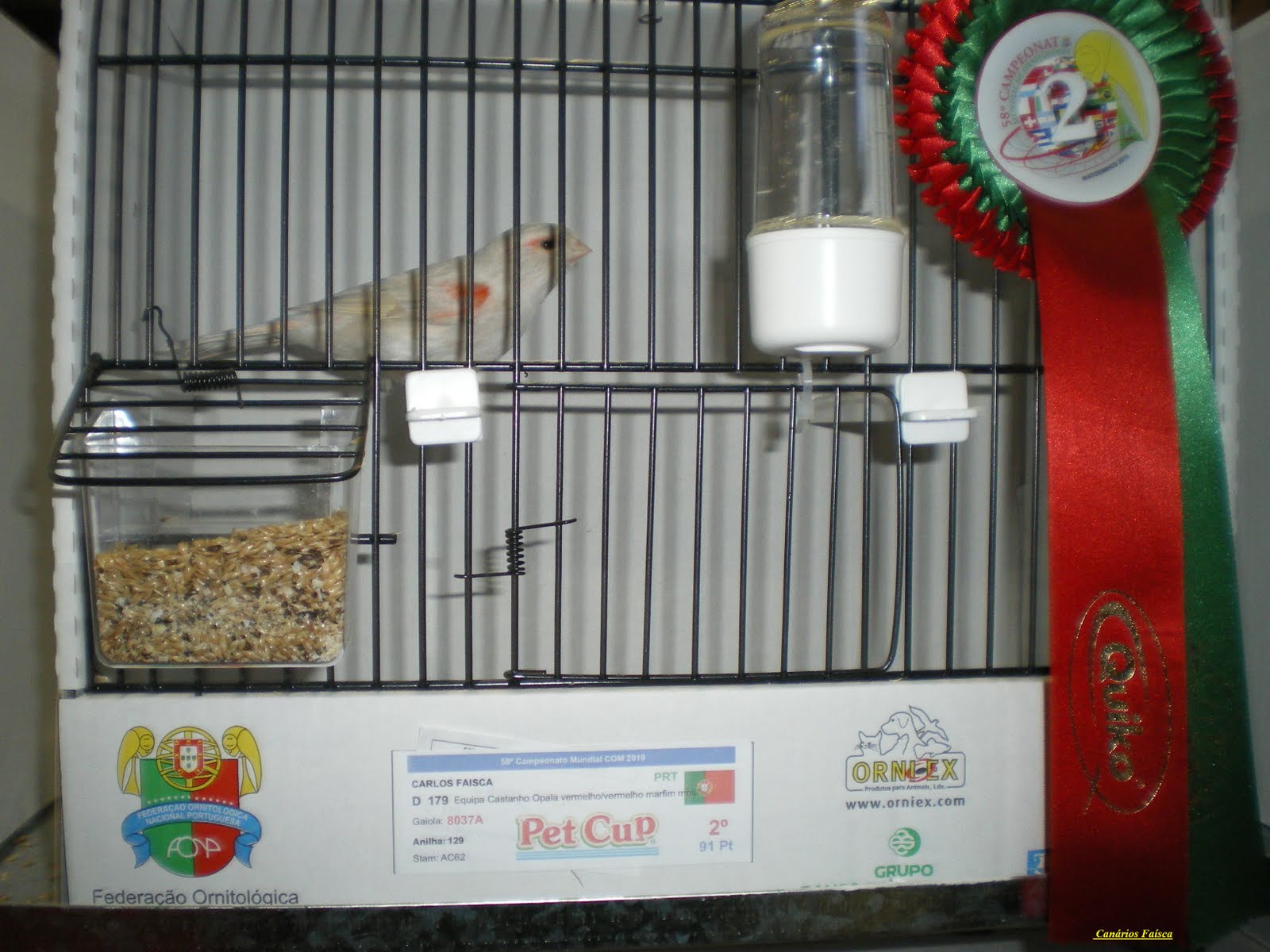 [femea+opala+mundial.JPG]