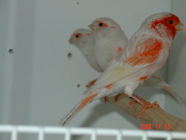 [DSC04910.JPG]
